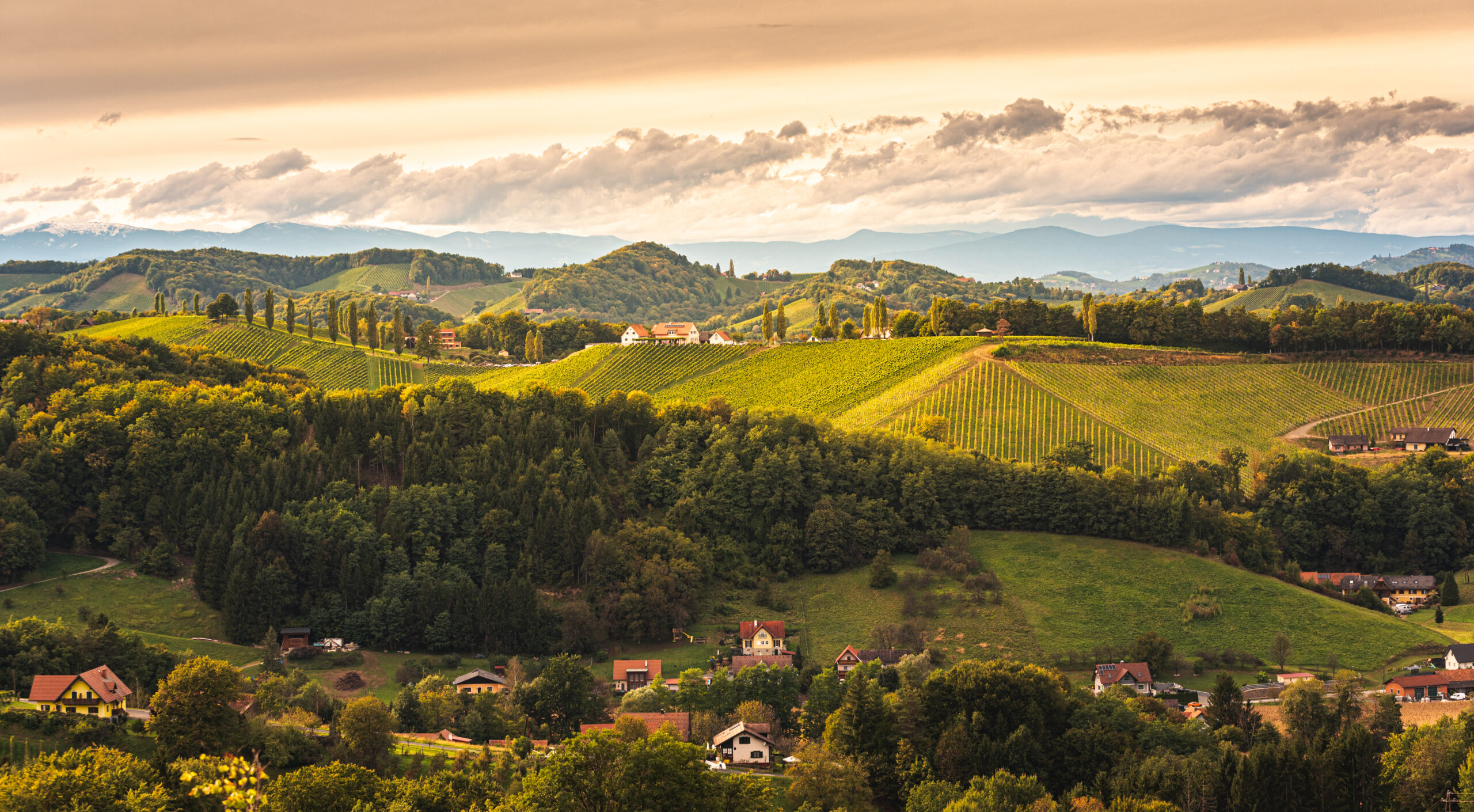 Styrian,Tuscany,Vineyard,In,Autumn,Near,Eckberg,,Gamliz,,Styria,,Austria.